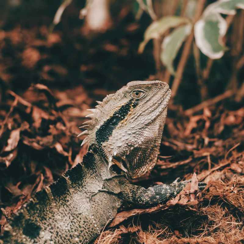 What is pollinating the ‘hidden flowers’ of South&nbsp;Africa?